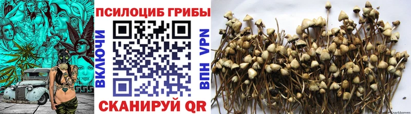 Псилоцибиновые грибы Psilocybine cubensis Боровичи
